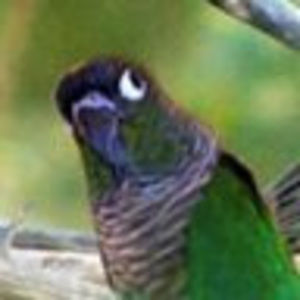 Meet your Posher, Ronal